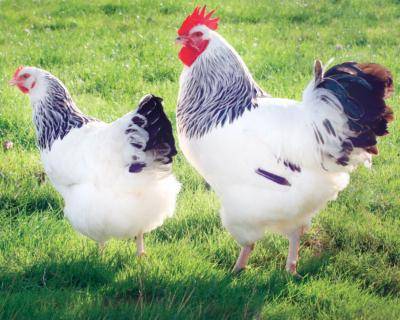 Poule Sussex